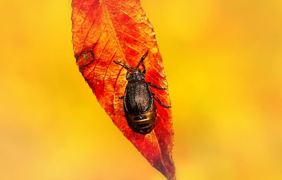 Insects in the House: Strategies for Bug Pest Control and Prevention 1 abcdhe 16