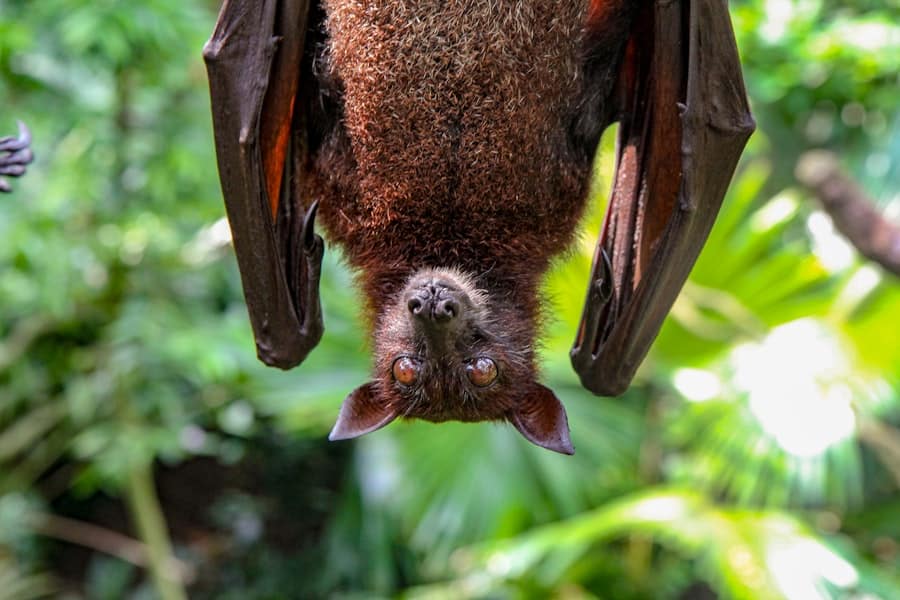 Gone Batty: Dealing with Bat Infestations and Finding Solutions 1 abcdhe 30