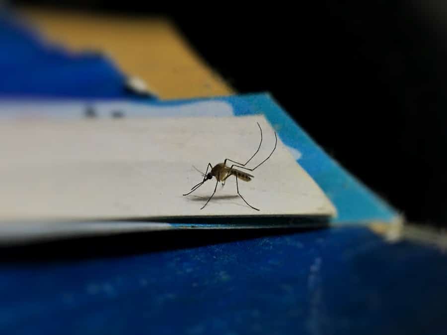 How Long Does Spraying Your Yard for Mosquitoes Last? 1 abcdhe 309