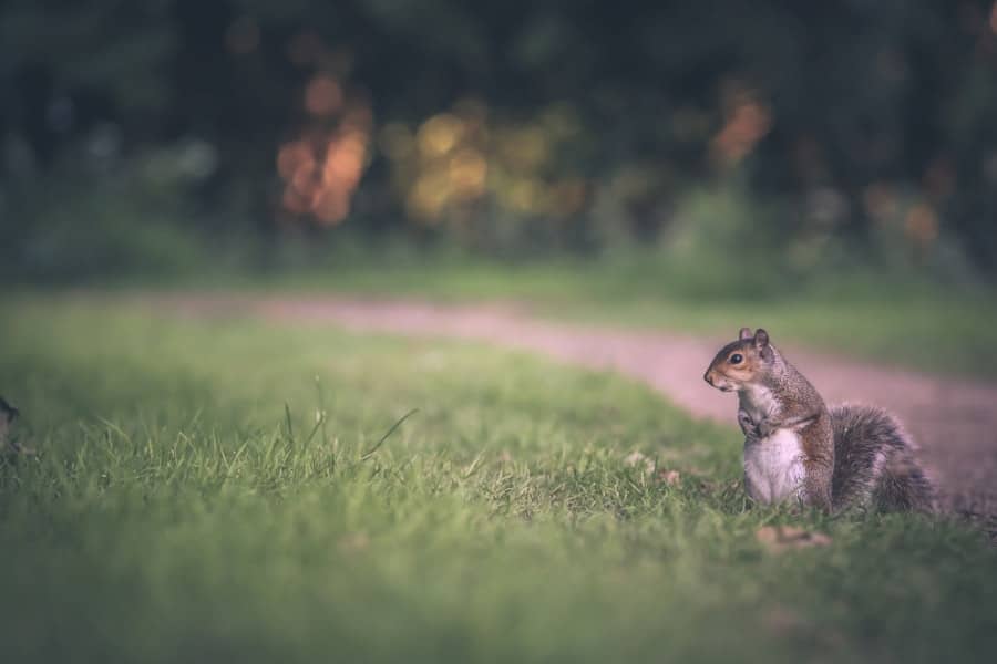 The Mind of a Pest: Understanding Small Animal Behavior for Effective Control 1 abcdhe 329