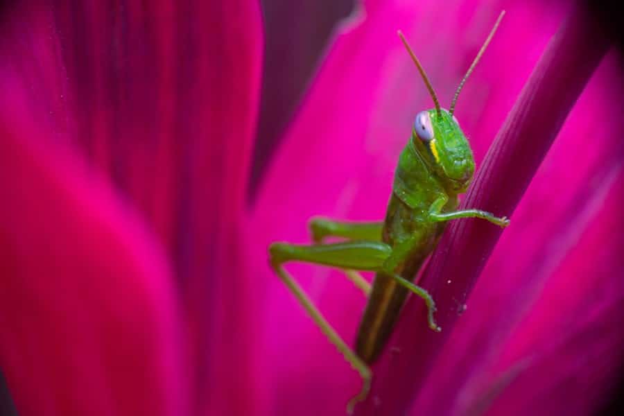 Small Animal Pest Control and Home Renovations: Restoring Peace and Safety 1 abcdhe 337