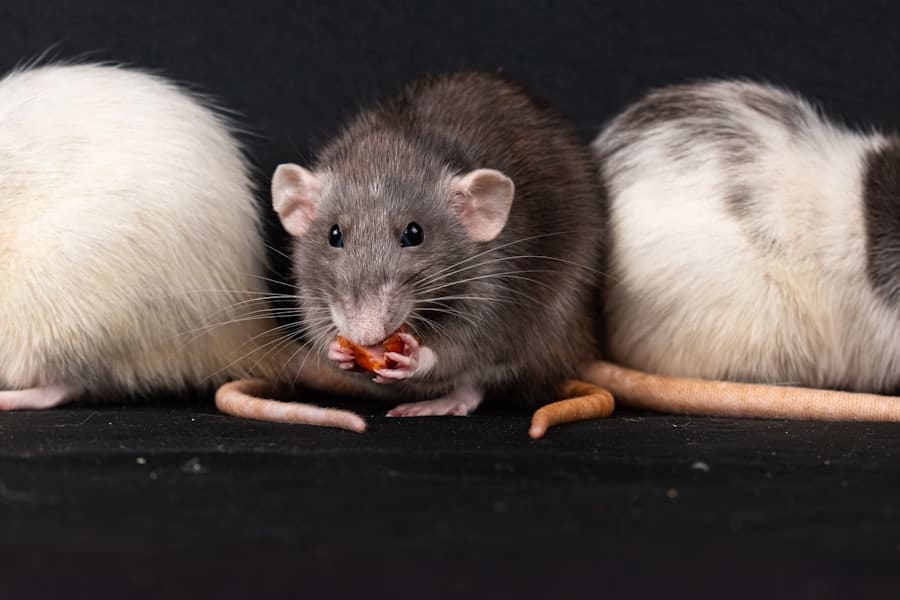 Nesting Nuisances: Addressing Small Animal Pests in Your Home 1 abcdhe 346