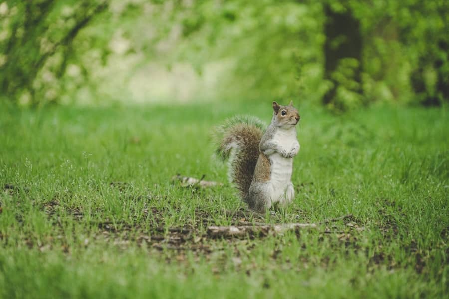 Small Animal Pests and Birdfeeders: Finding a Balance in Your Backyard 1 abcdhe 347