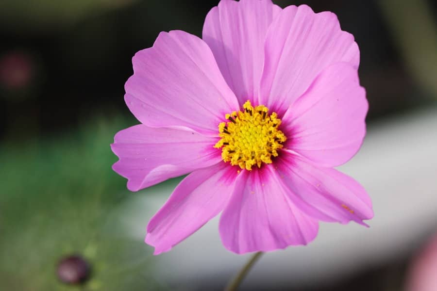 From Dens to Decks: Protecting Your Outdoor Spaces from Small Animal Pests 1 abcdhe 352