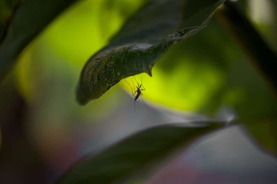 Is Pest Control Effective for Mosquitoes? 1 abcdhe 366