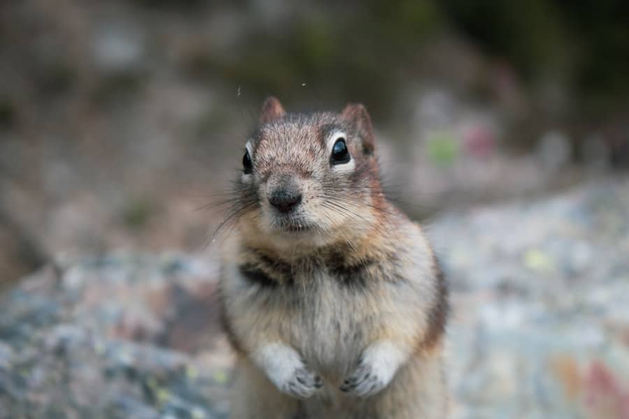 What Risks Do Small Animal Pests Pose to My Home and Health? 1 abcdhe 368