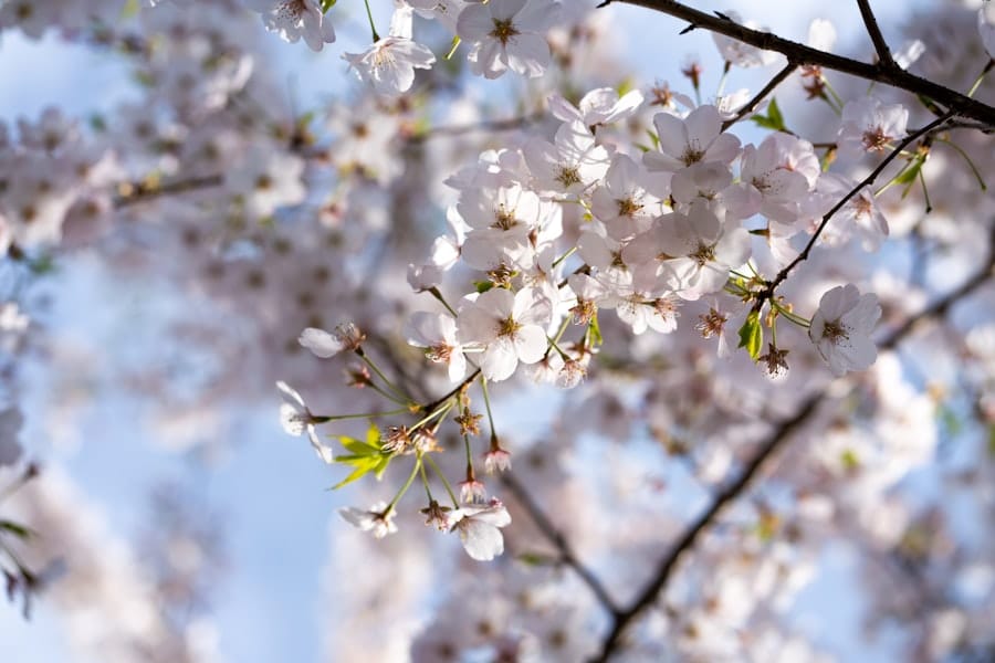 When is the Best Time of Year to Address Small Animal Pest Issues? 1 abcdhe 372
