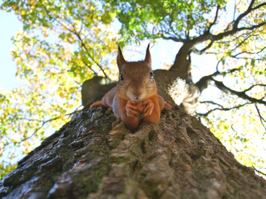 How Can I Prevent Small Animal Pests from Returning to My Property? 1 abcdhe 376