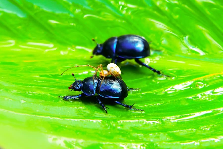 Insect Invasion: How to Prevent Bugs from Taking over Your Space 1 abcdhe 48