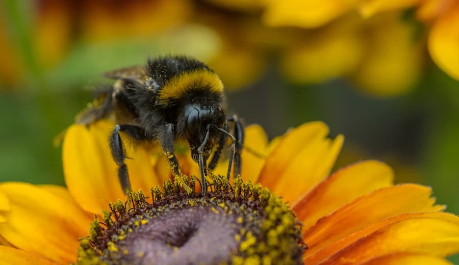 The Buzz About Bees: Balancing Pollinators and Insect Pest Control 1 abcdhe 84