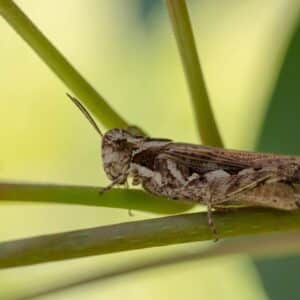 Photo Pest traps