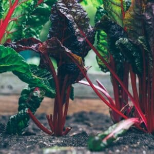 Photo Organic garden