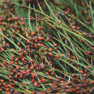 Photo Pest infestation