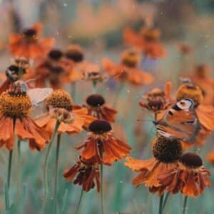 Photo Bee pollinating