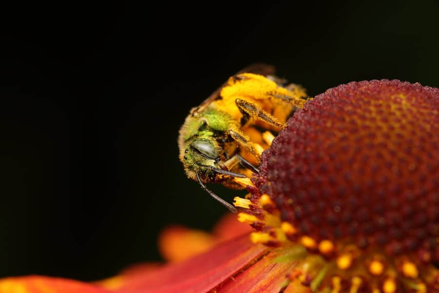 The Buzz About Bees: Balancing Pollinators and Insect Pest Control 2 image 170