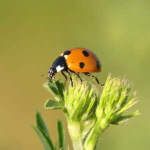 Photo Insect identification