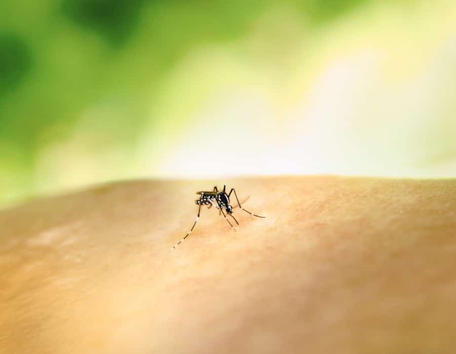 What Should I Know About Managing and Deterring Mosquitoes from My Property? 2 image 236