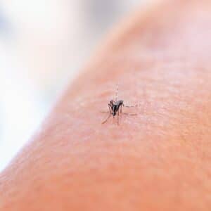 Photo Mosquito repellent