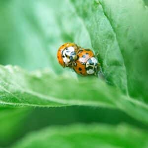 Photo Ladybug, Aphid