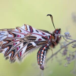 Photo Insect repellent