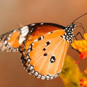 Photo Insect repellent spray