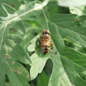 Photo Insect migration