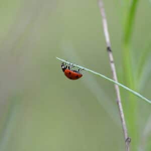 Photo Ladybug release