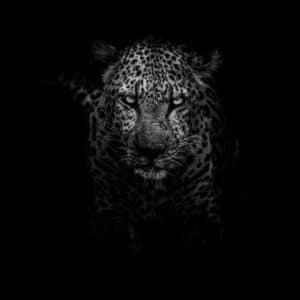 Photo Wildlife-friendly garden