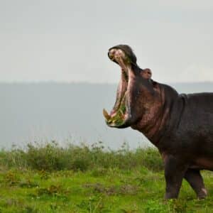 Photo Hippos