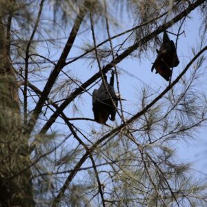 Photo Bat feeding