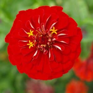 Photo Integrated Pest Management