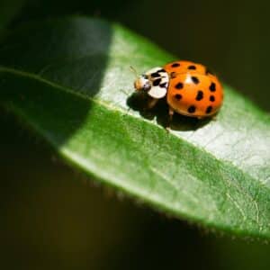 Photo Ladybug