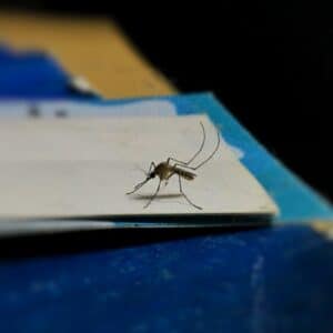 Photo Yes, Mosquito Magnet