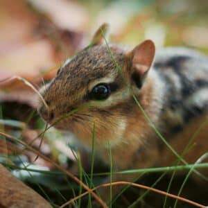 Photo Chipmunk trap