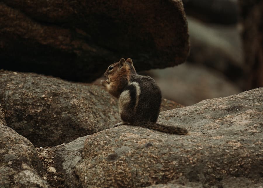 Does Orkin Handle Chipmunks? 2 image 497