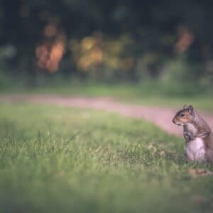 Photo Rodent droppings