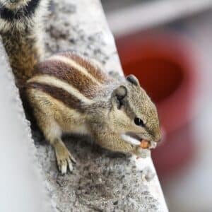 Photo Chipmunk burrow