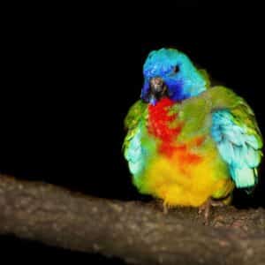 Photo Wildlife habitat