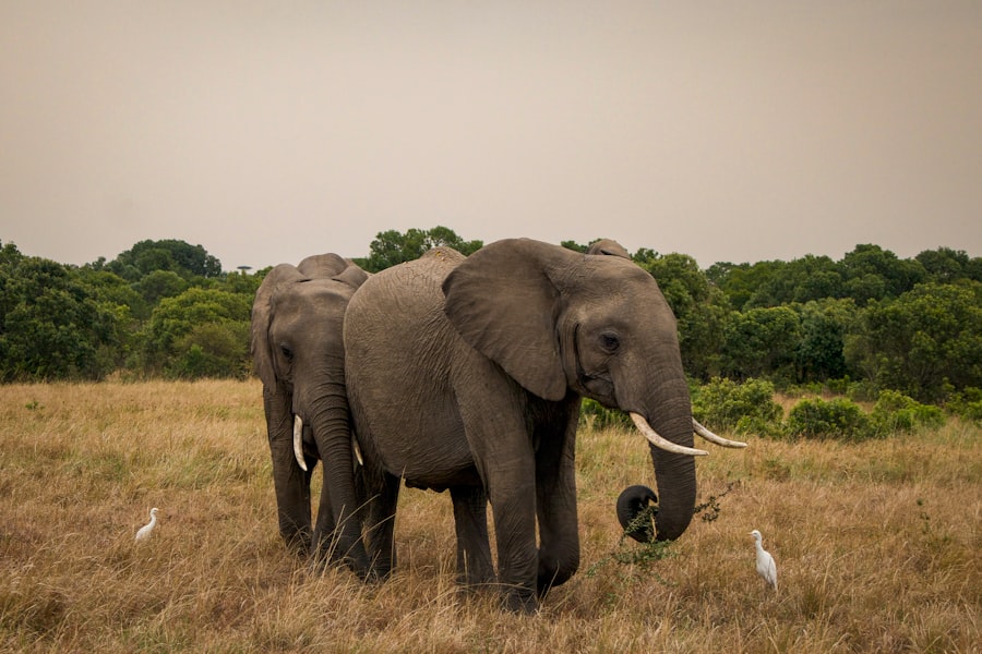 Pest Control Meets Wildlife Conservation: Finding Harmony in Your Habitat 2 image 538