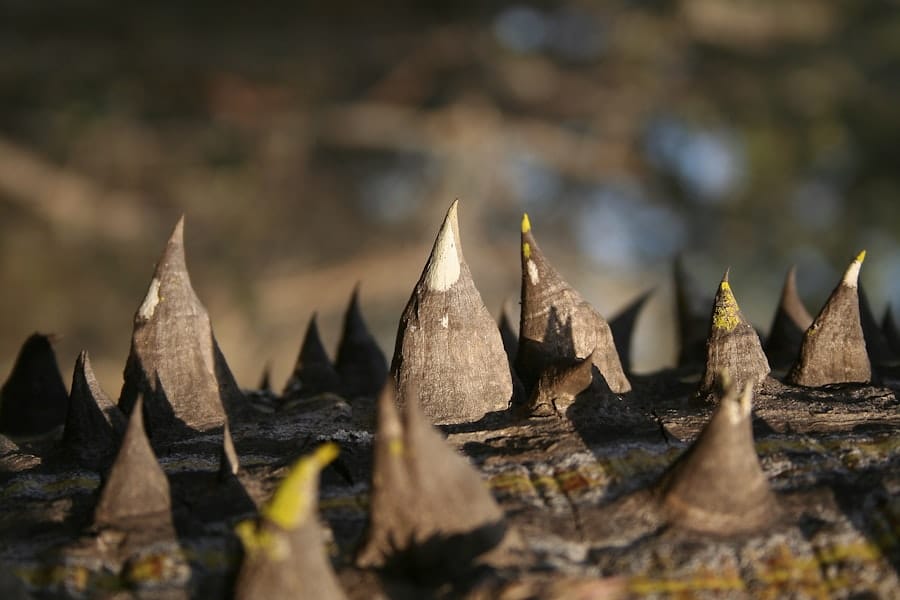 Birds Gone Wild: Dealing with Unwanted Avian Visitors 2 image 539