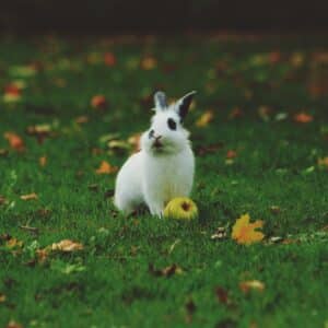 Photo Rabbit-proof fence