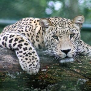 Photo Wildlife Management