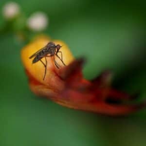 Photo Mosquito bite