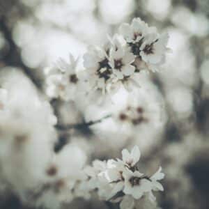 Photo Natural repellents
