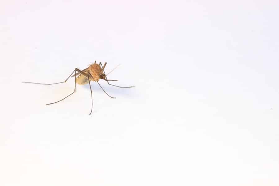 Does Ortho Home Defense Work for Mosquitoes? 2 image 595