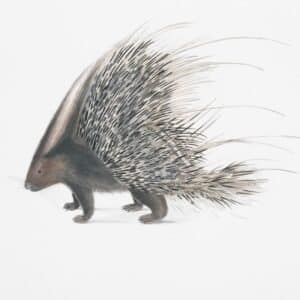 Photo Porcupine quills