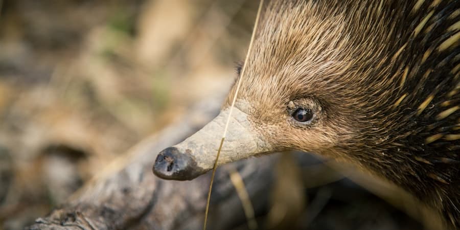 The Prickly Predicament: Dealing with Porcupines and Hedgehogs 2 image 597