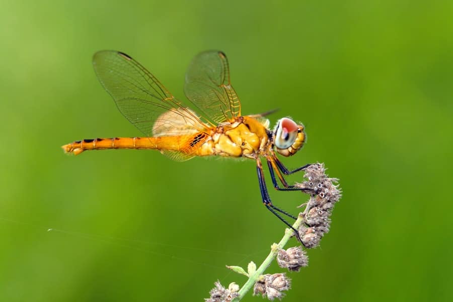 How Often Should You Spray Your Yard for Mosquitoes? 2 image 607