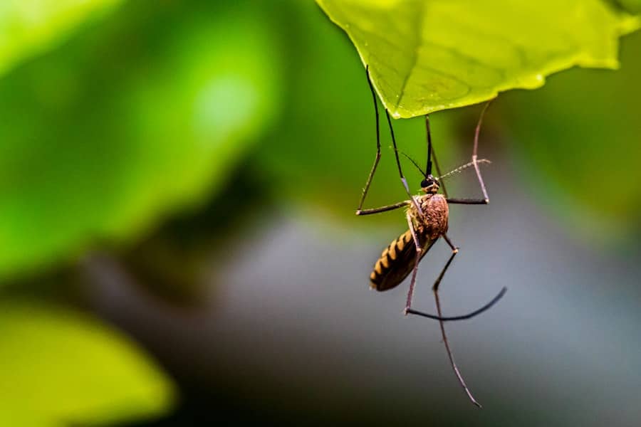 How Long Does Spraying Your Yard for Mosquitoes Last? 2 image 619