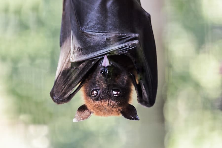 Gone Batty: Dealing with Bat Infestations and Finding Solutions 2 image 62